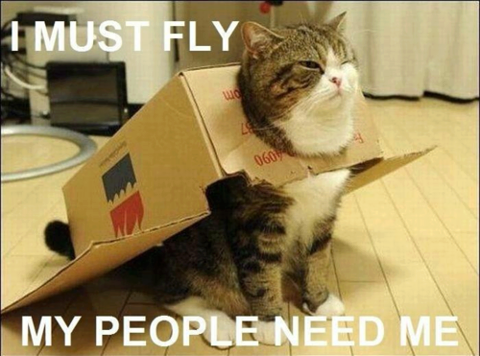 i-must-fly.png
