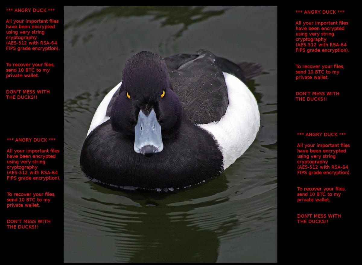 Angry Duck Ransomware
