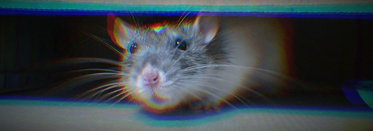 Molerats