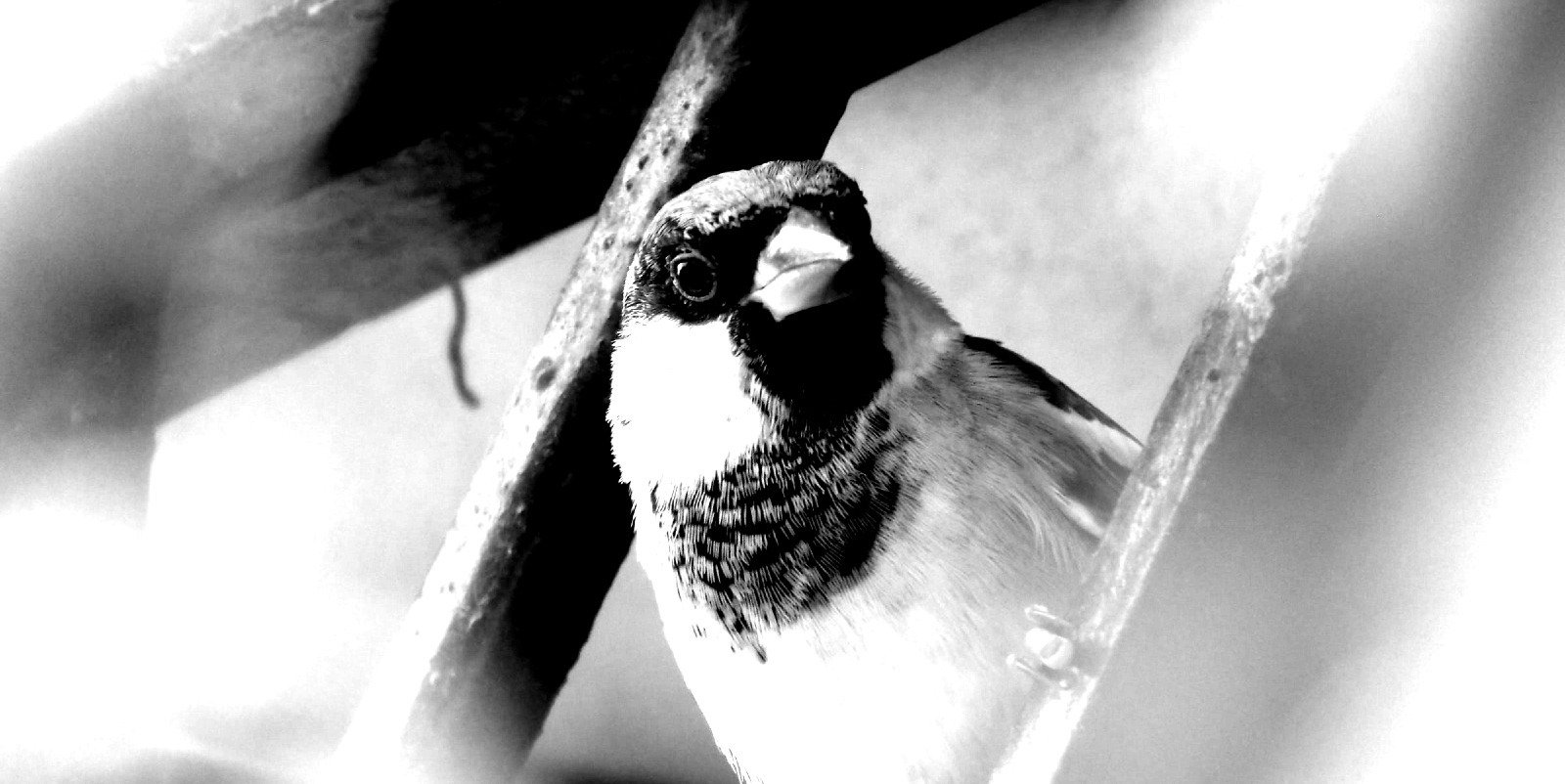 Silver Sparrow