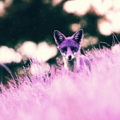Purple Fox
