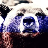 Russian bear