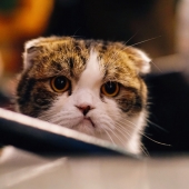 No, the 16 billion credentials leak is not a new data breach Image