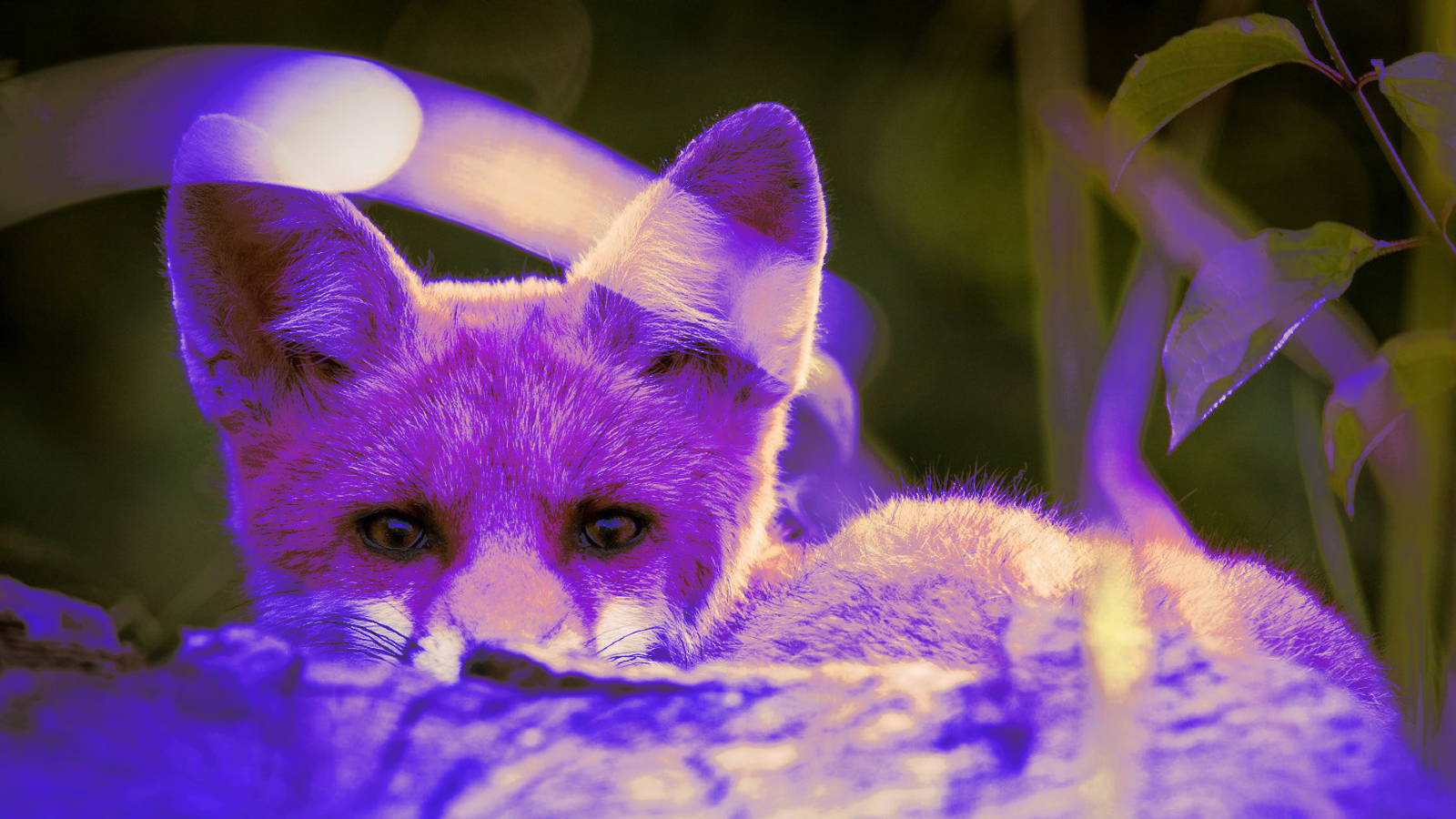 purple-fox