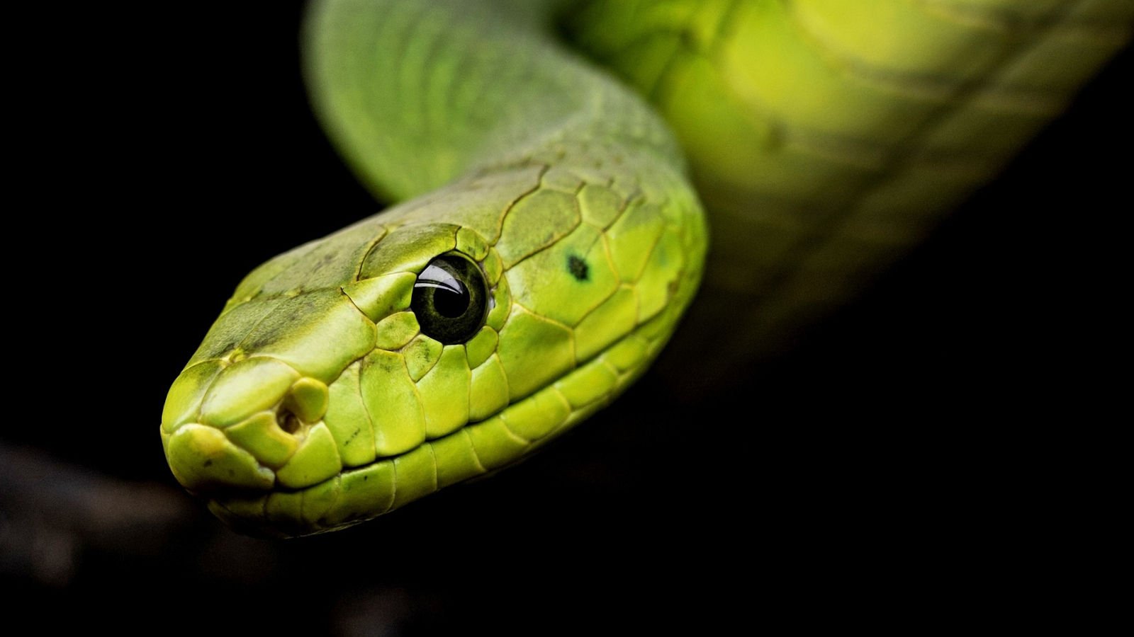 Snake Amazing Facts