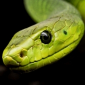 green snake