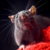 rat