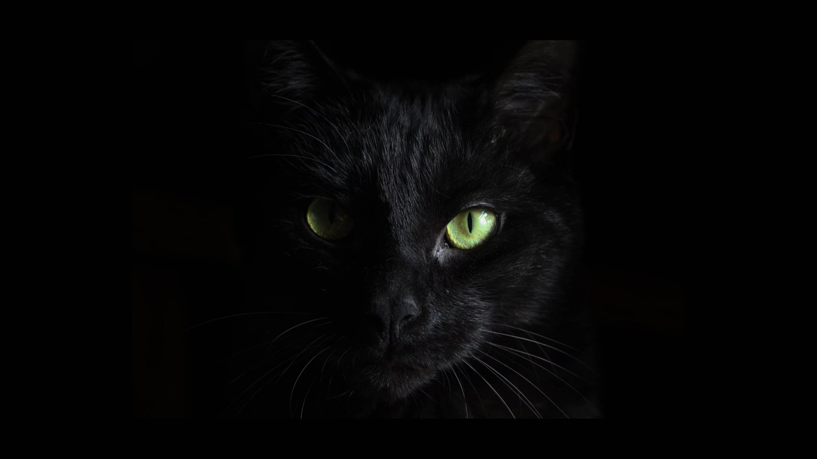 blackcat-alphv.jpg