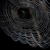 cobweb