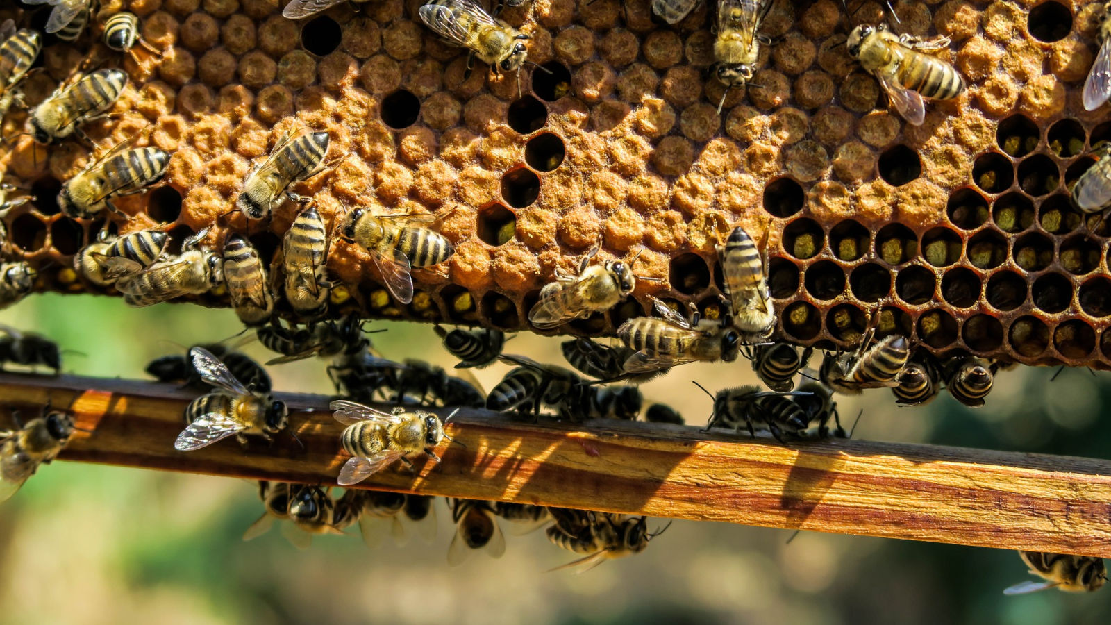 Honeypot experiment reveals what hackers need from IoT units