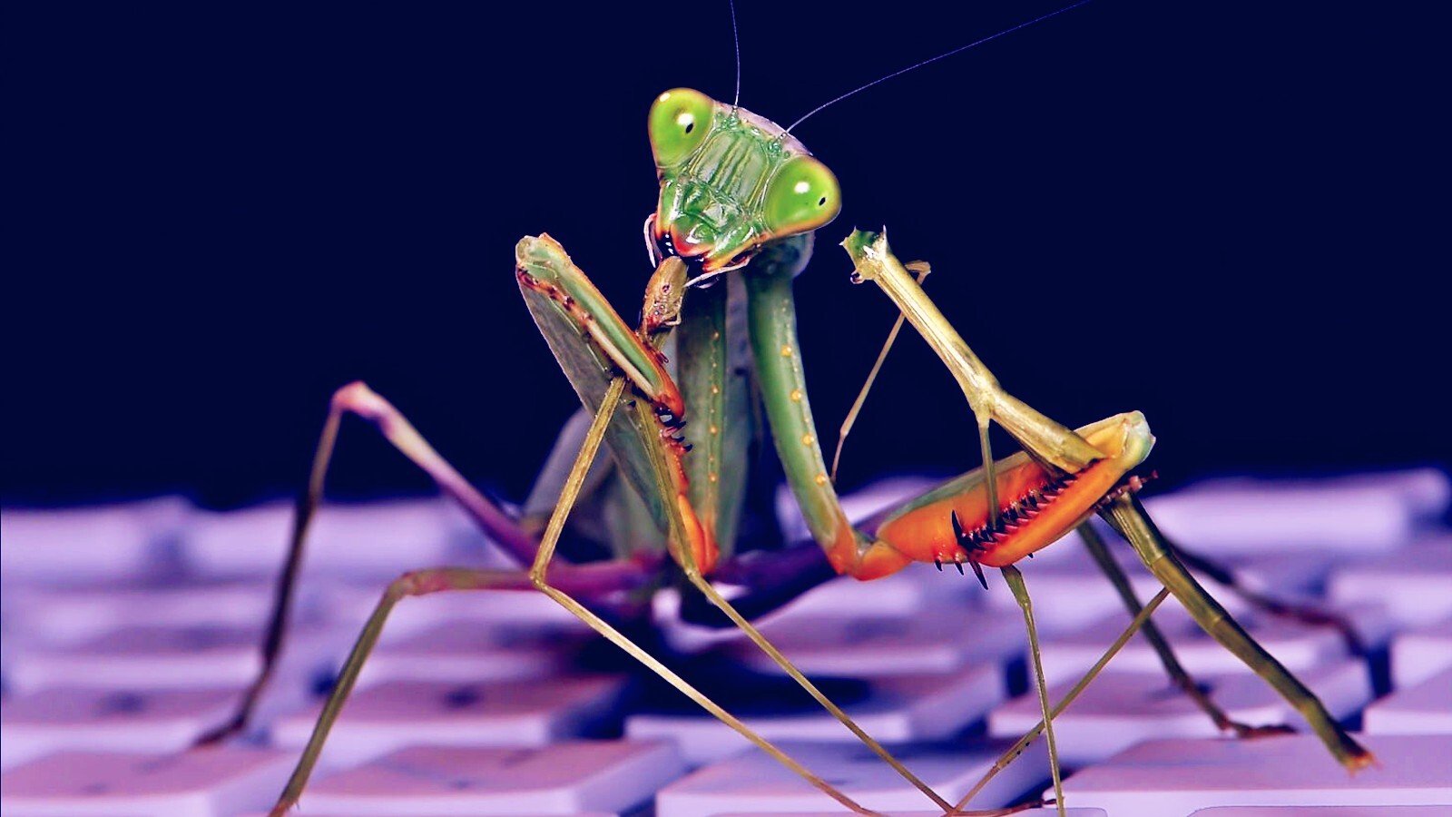 A praying mantis on a keyboard