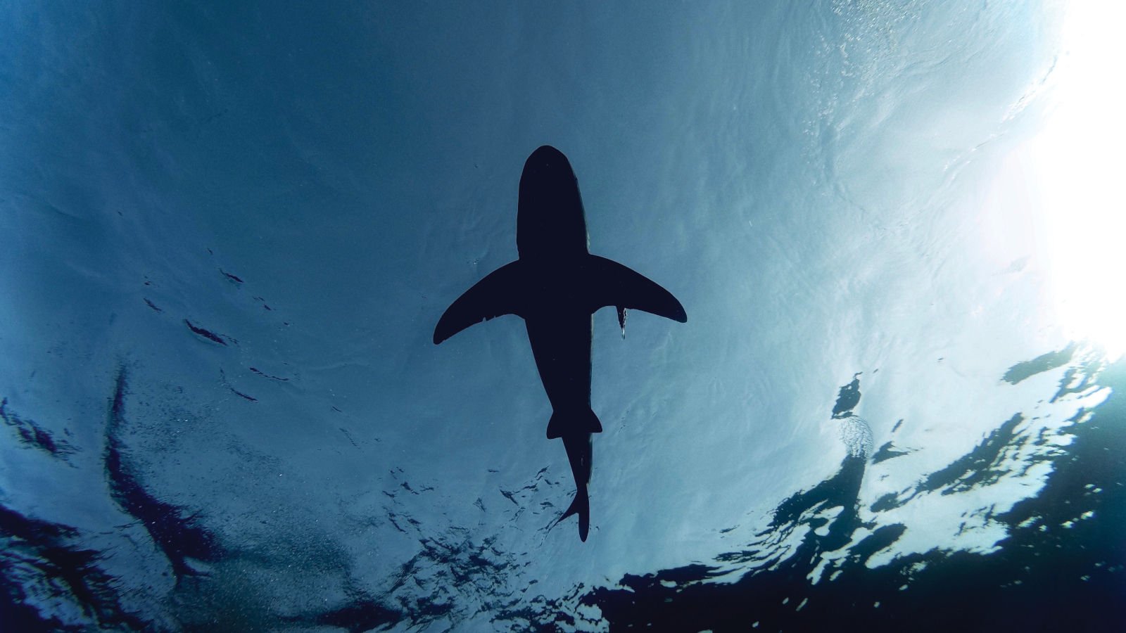 Shark in open sea