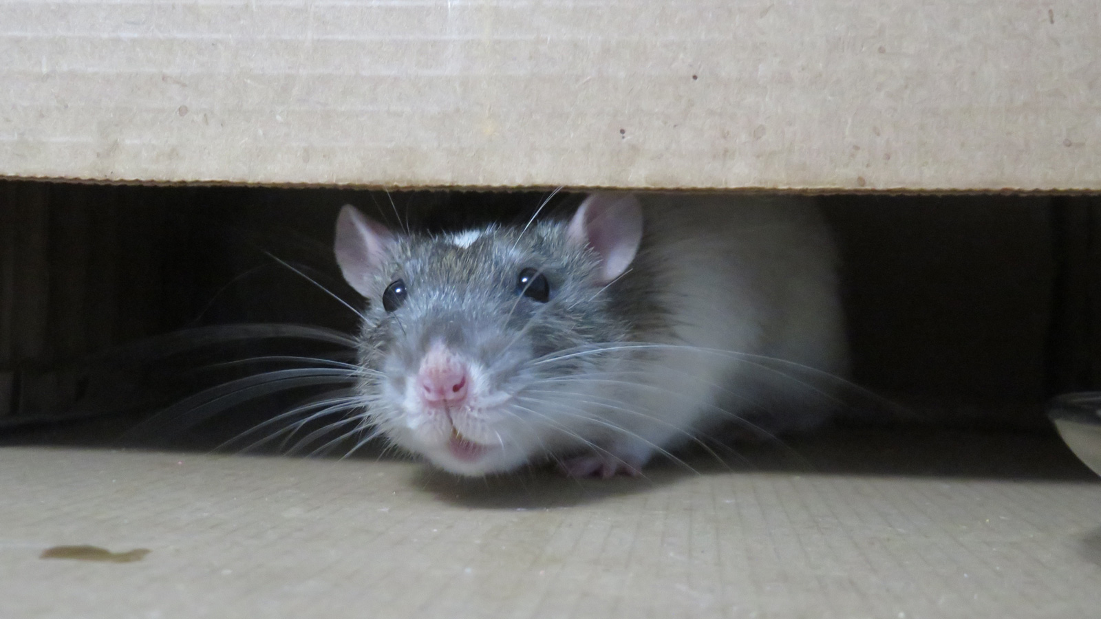 Rat hiding under furniture