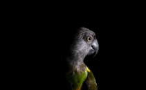 Malicious web redirect service infects 16,500 sites to push malware