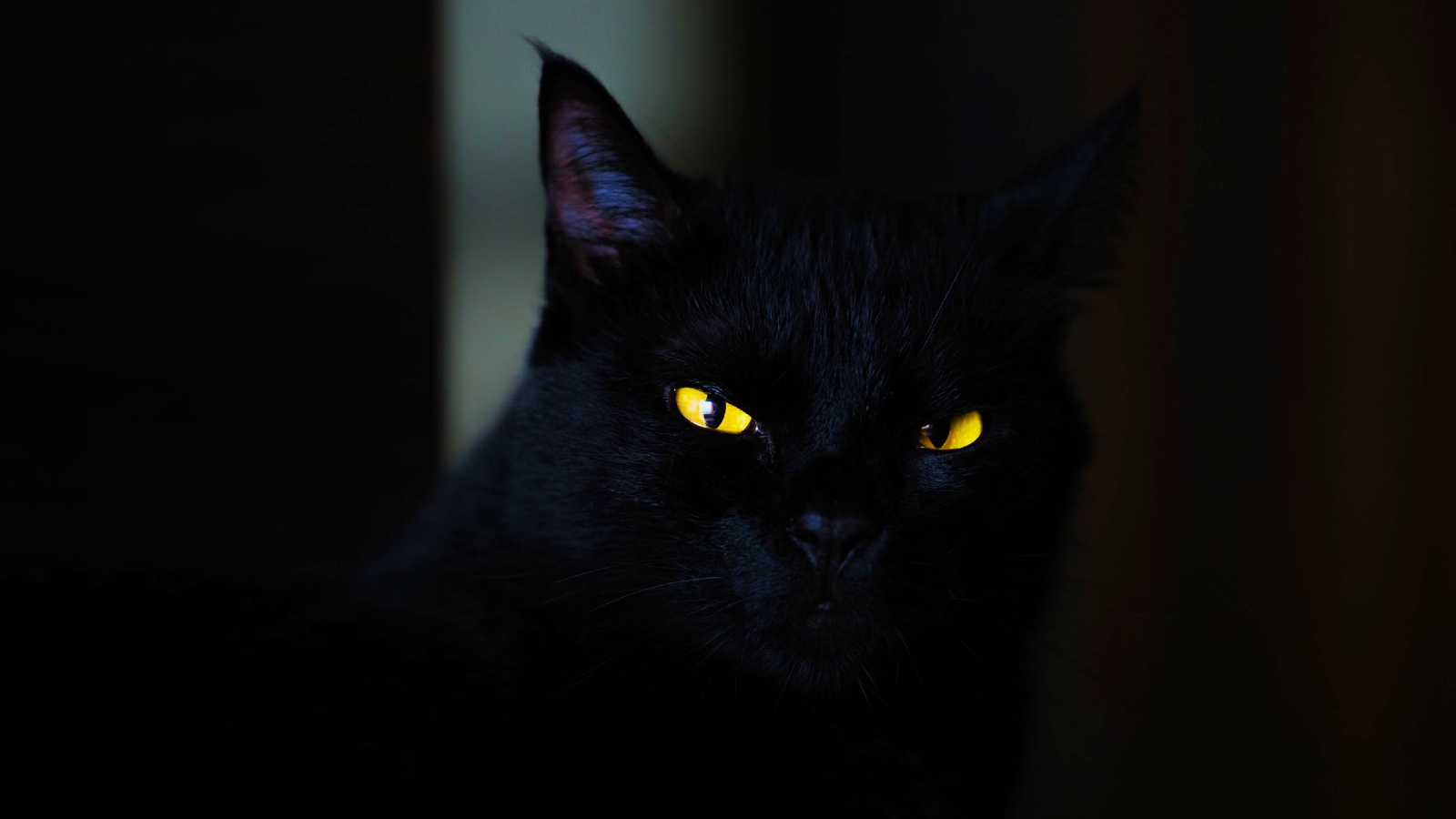 Black cat