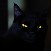 Black cat