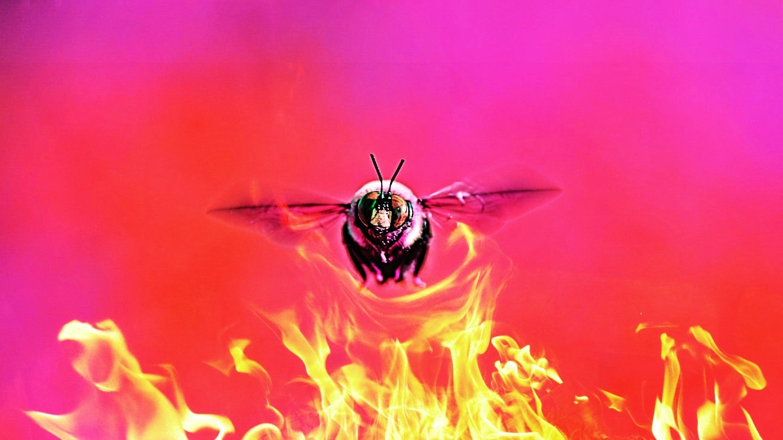 Bumblebee over a fire