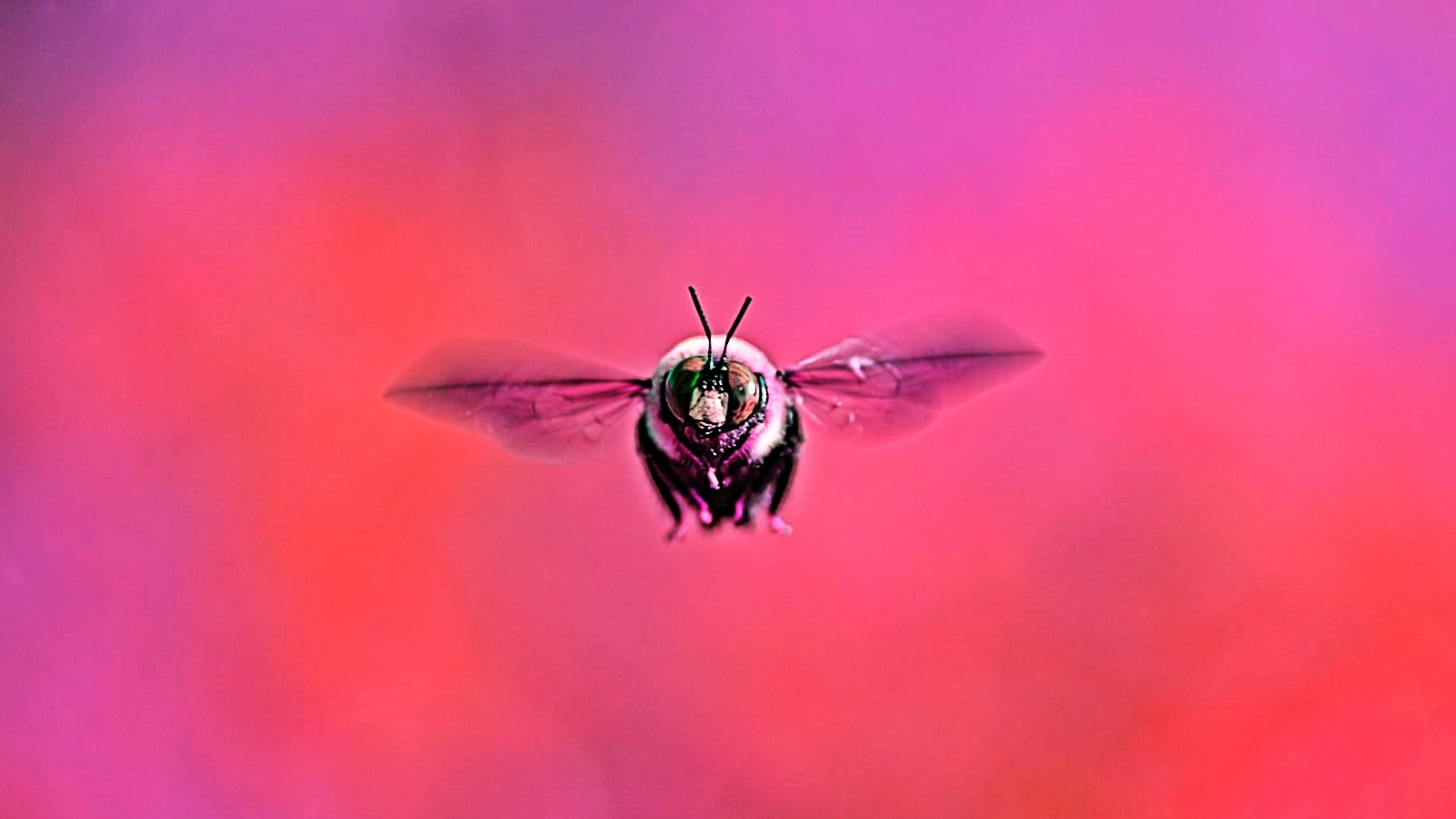 Bumblebee1.jpg