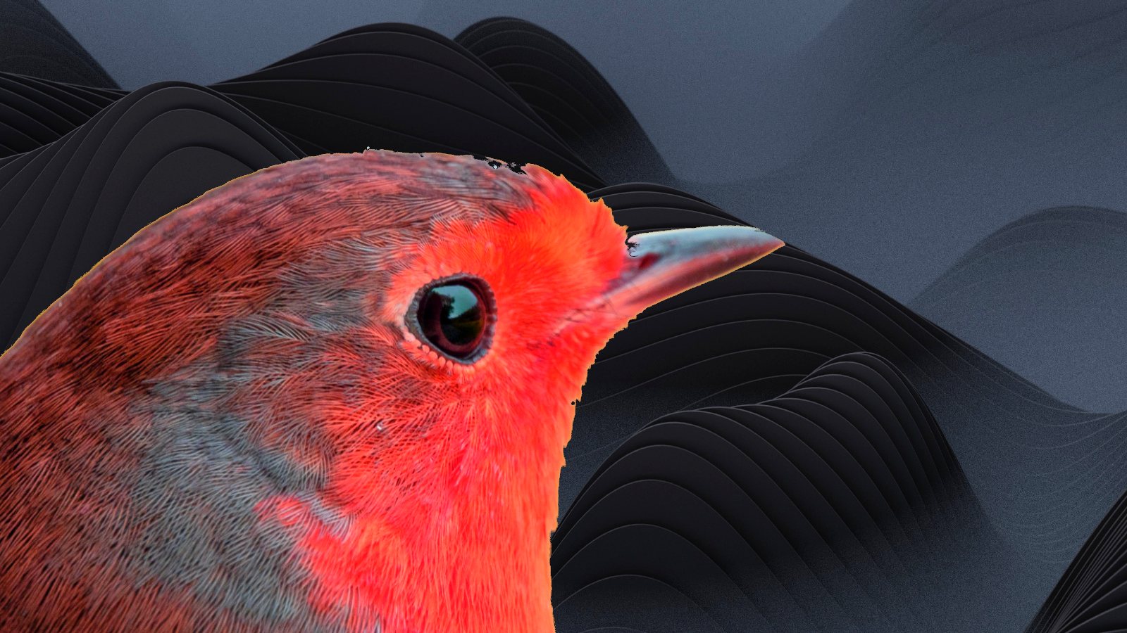 Red robin bird