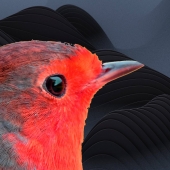 red bird