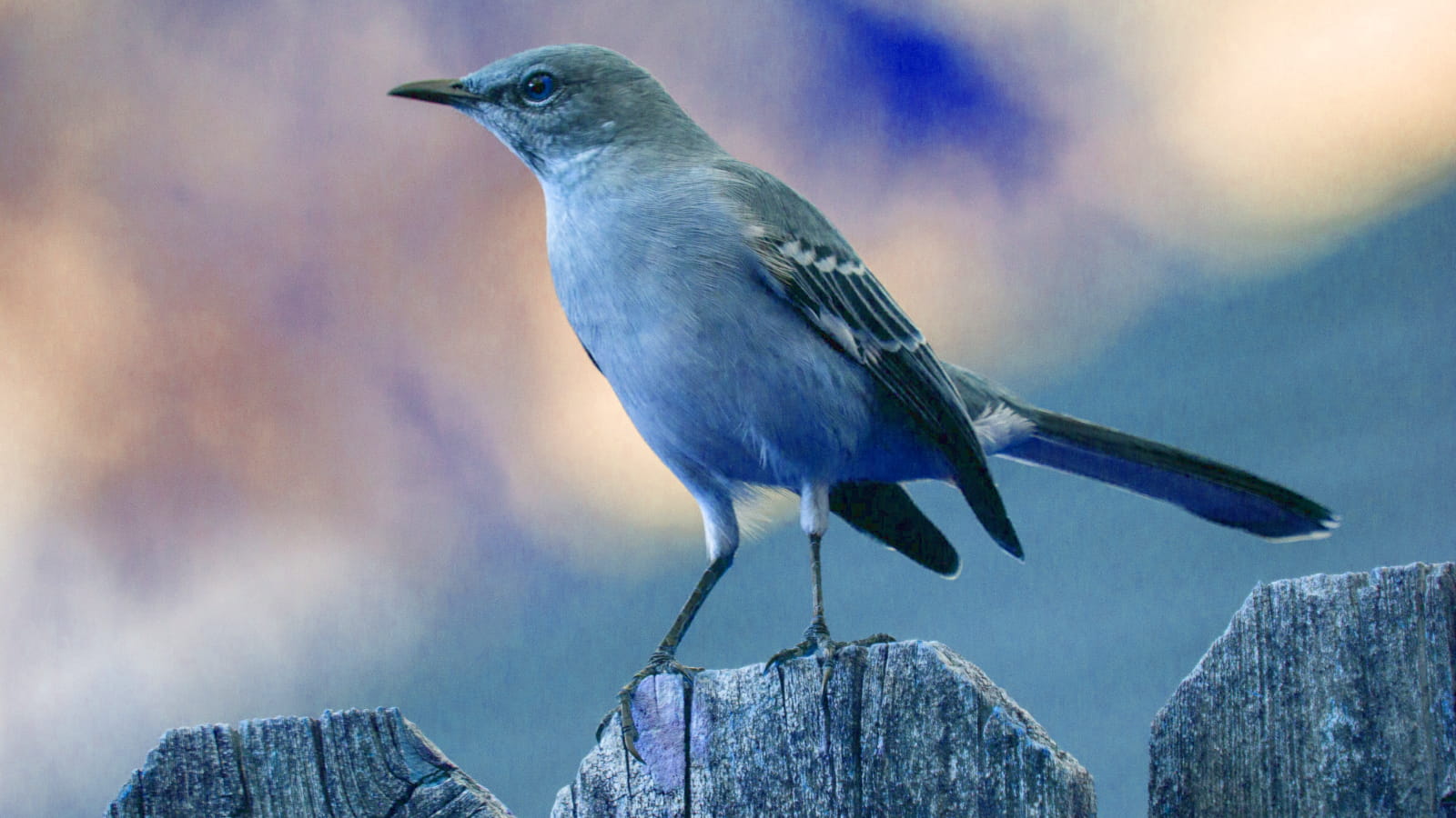 blue mockingbird