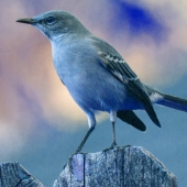 blue mockingbird