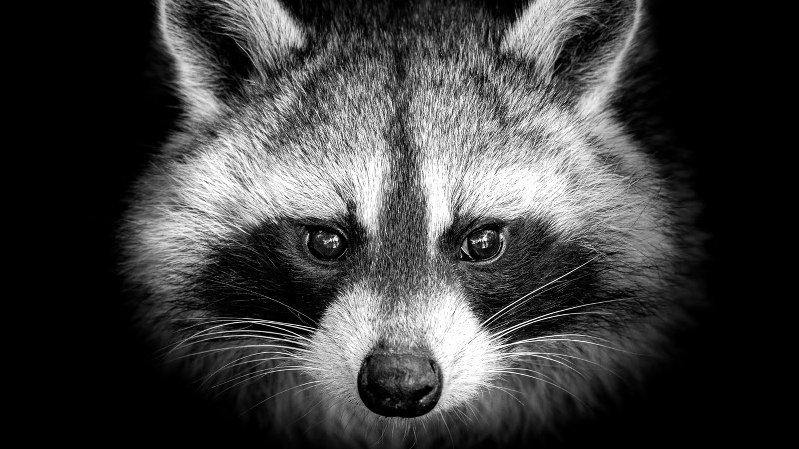 A raccoon