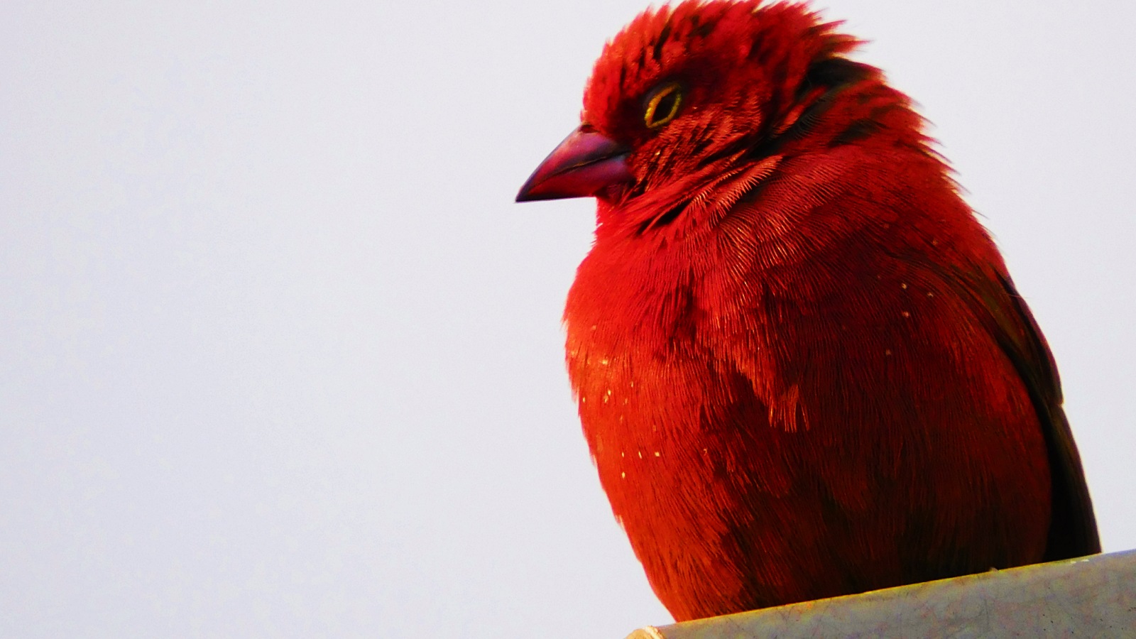 Red bird