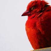 Red bird