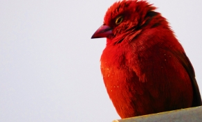 Red bird