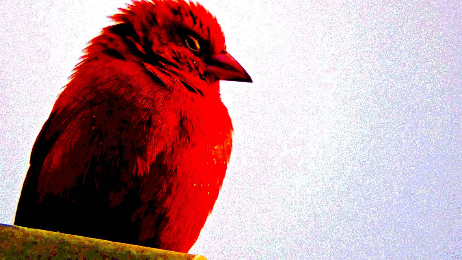 Red bird