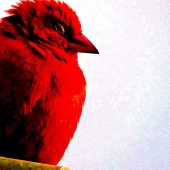 Red bird