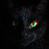 Black cat