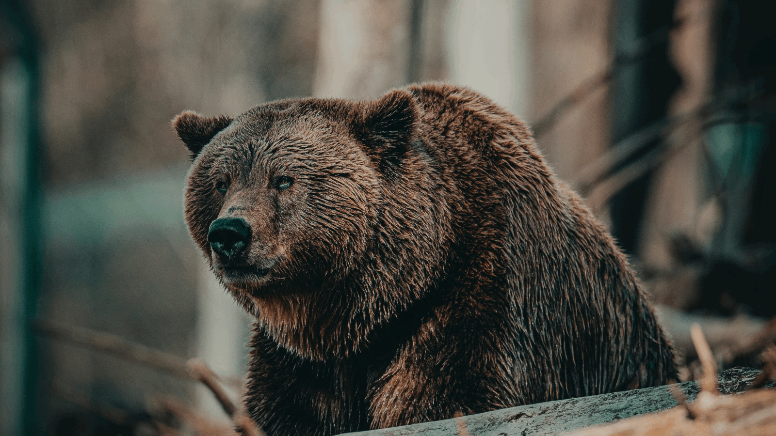 Russian DDoS attack project pays contributors for more firepower