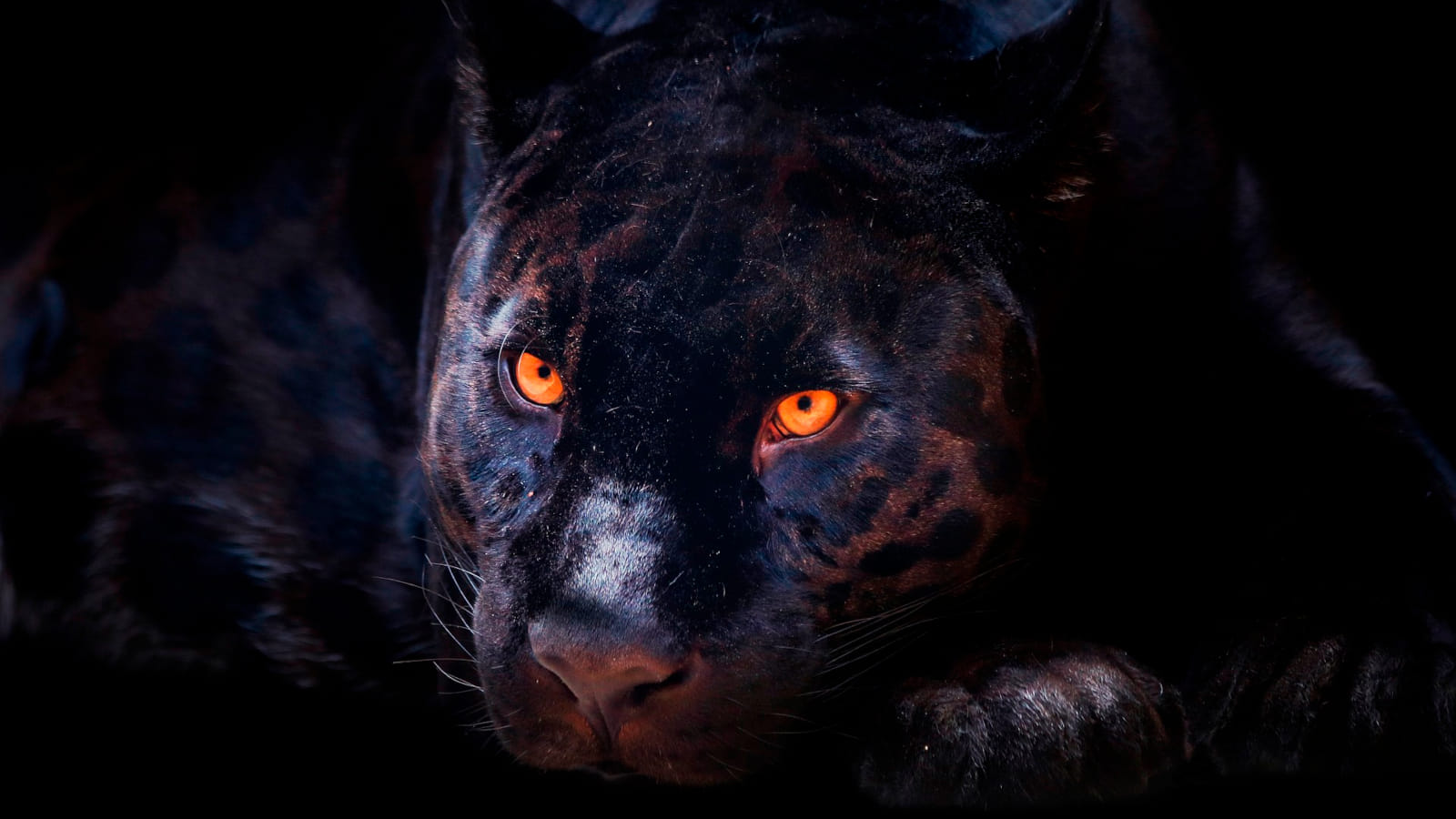 Panther