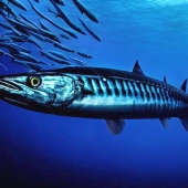 Barracuda