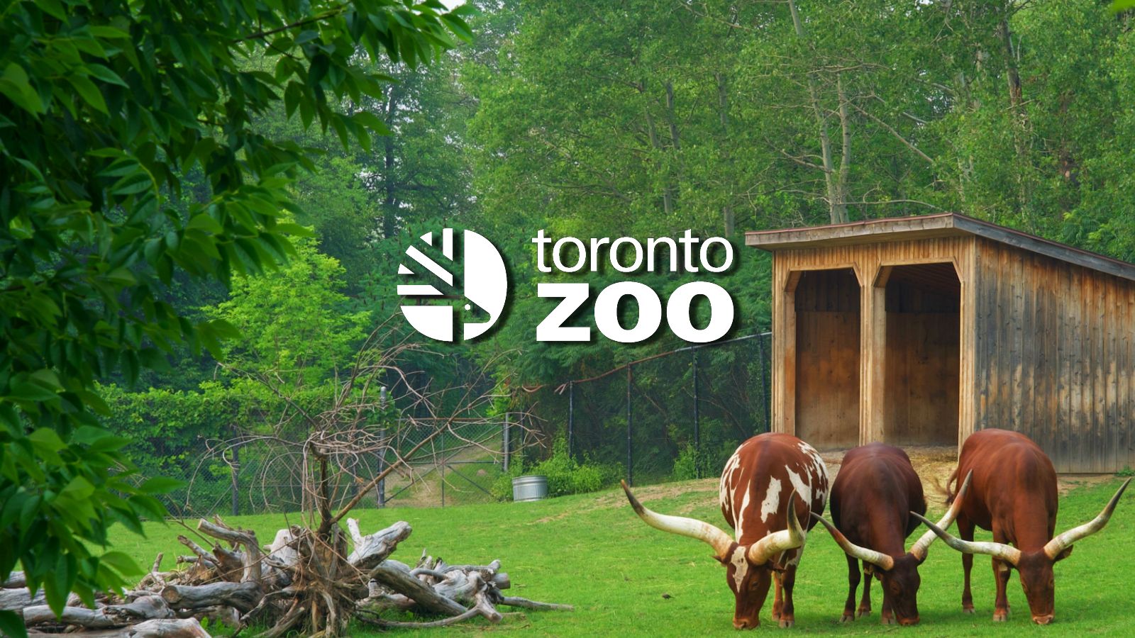 Toronto Zoo: Ransomware attack had no impact on animal wellbeing