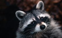 Microsoft and Cloudflare disrupt massive RaccoonO365 phishing service