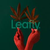 Leafly Cannabis Website Leaked User Info via Exposed Database