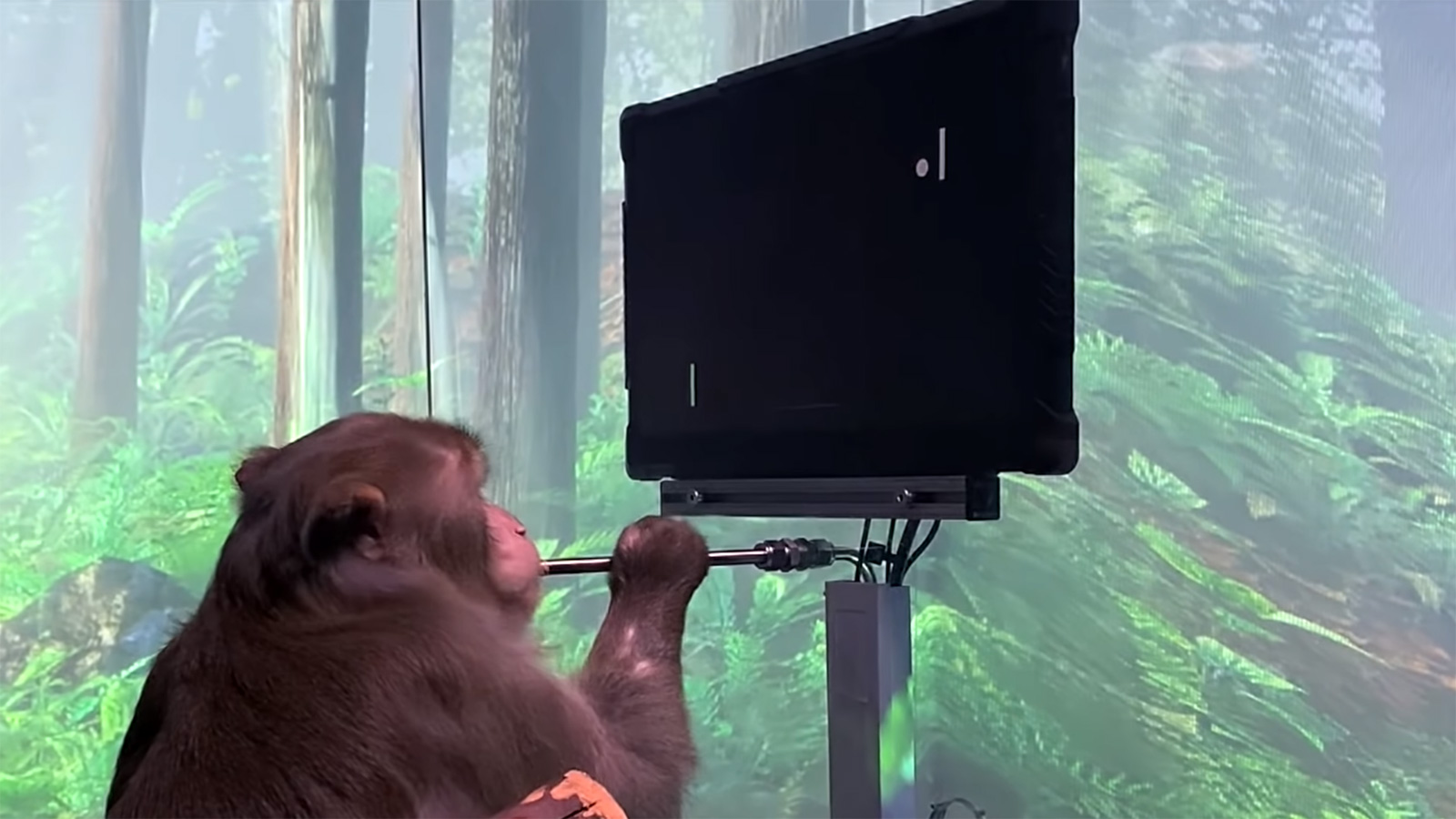 watch-monkey-uses-elon-musk-s-neuralink-to-play-pong-with-its-mind