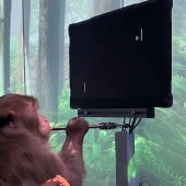 Watch: Monkey uses Elon Musk's Neuralink to play Pong with its mind Image