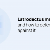 Latrodectus malware and how to defend against it with Wazuh