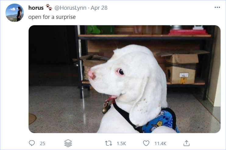 Example open for a surprise tweet