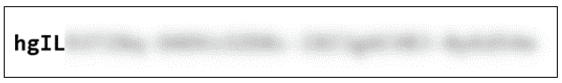 How to Unredact Pixelized Text with Our Unredacter…