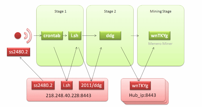 DDG infection process